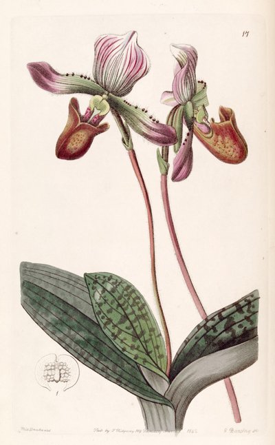 Paphiopedilum barbatum by Miss Drake